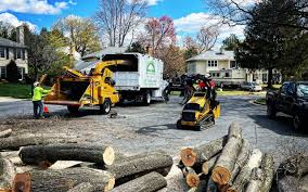 How Our Tree Care Process Works  in  Pico Rivera, CA