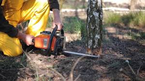 Best Pest Control for Lawns  in Pico Rivera, CA
