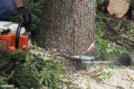 Best Arborist Consultation Services  in Pico Rivera, CA