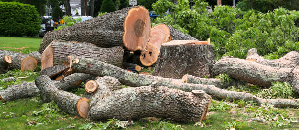 How Our Tree Care Process Works  in  Pico Rivera, CA