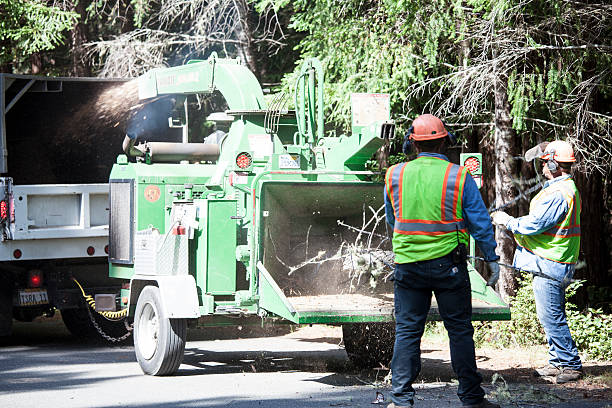 Best Storm Damage Tree Cleanup  in Pico Rivera, CA